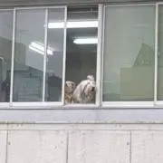 39の画像