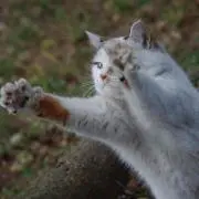 nanato