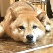 Kohji