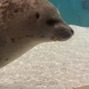 みゅー☆の画像
