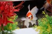 もいの画像