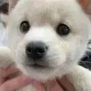 めるぽめ♡即購入O.K！！スピード発送の画像
