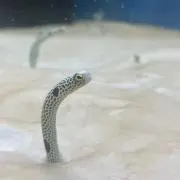 楓【お値下げ不可】の画像