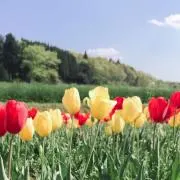 yunaの画像