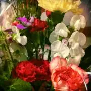 flower miuの画像