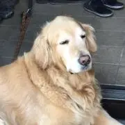 吐キリンの画像