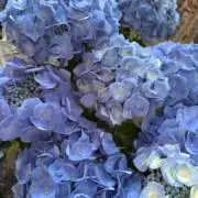 COMARI
