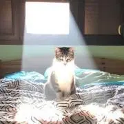 msr