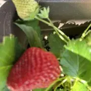 うさぎ