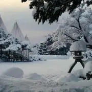 椿の画像