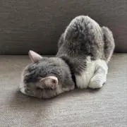 Gatの画像