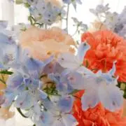 みーや✨