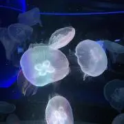 yuaの画像
