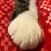 foo