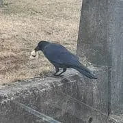 ちょんすけ