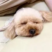 Azuの画像