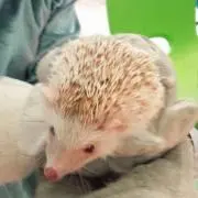 さとりの画像