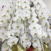 タクミ
