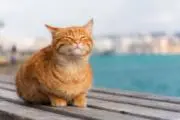 チャトラの画像