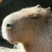 するめいかの画像