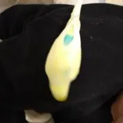 コロ助の画像