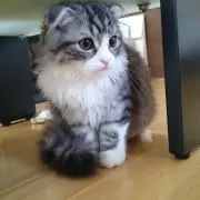 ひな
