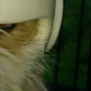 たぶーの画像
