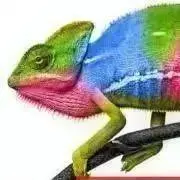 chameleonの画像
