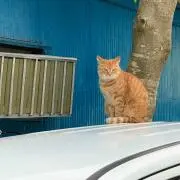 ゆうやけ