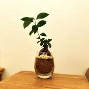 さくらひらの画像