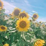 みのりの画像