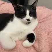 おにぎりまんの画像