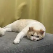 オラオラの画像