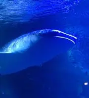 whale shark✩の画像