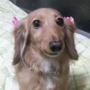 たか
