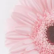 ♡fan♡の画像
