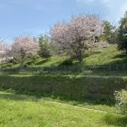 タカの画像