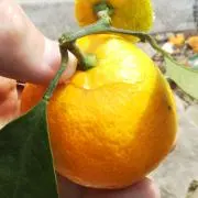 カメさんの画像