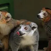 キツネ