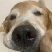 やっさんの画像