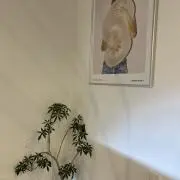 けい