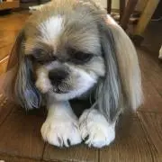 けいちゃんの画像