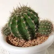 サボテンの画像