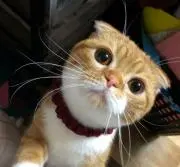 りりにゃん（プロフ必読）の画像