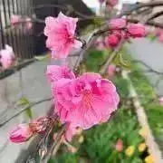 uraraの画像