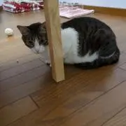 azuki&ohagiの画像