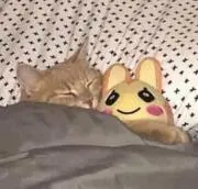 なむの画像