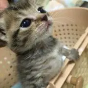 おはな