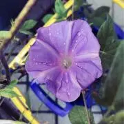 ひよひよの画像