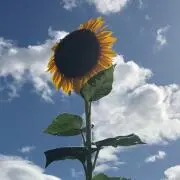 る